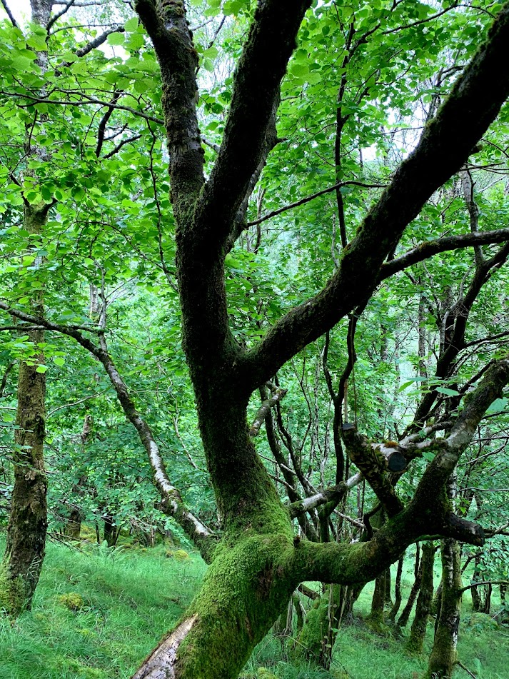 Forests of Glen Nevis
