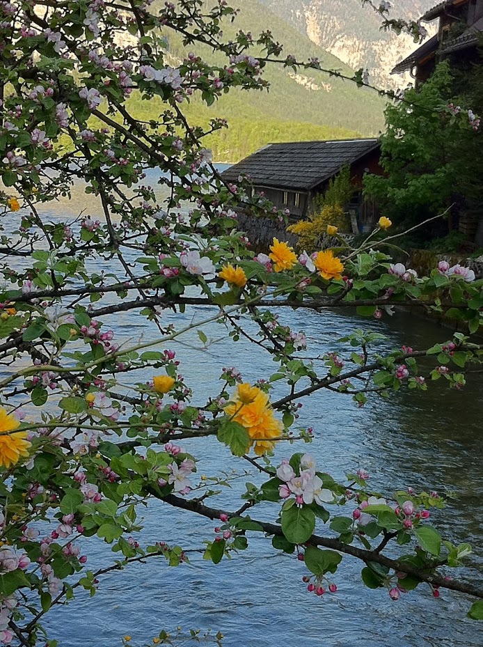 Lake-level view near Hallstatt with alpine plants in the foreground