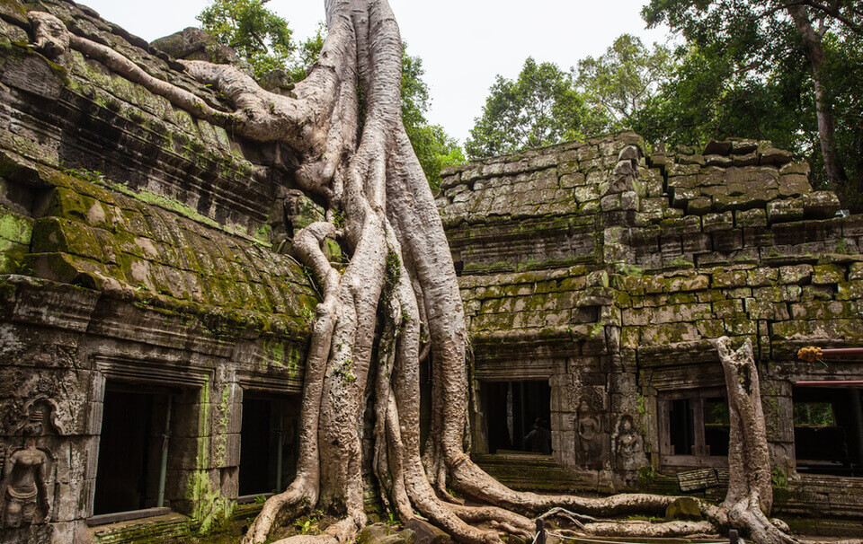Ta-Prohm Temple - Siem Reap