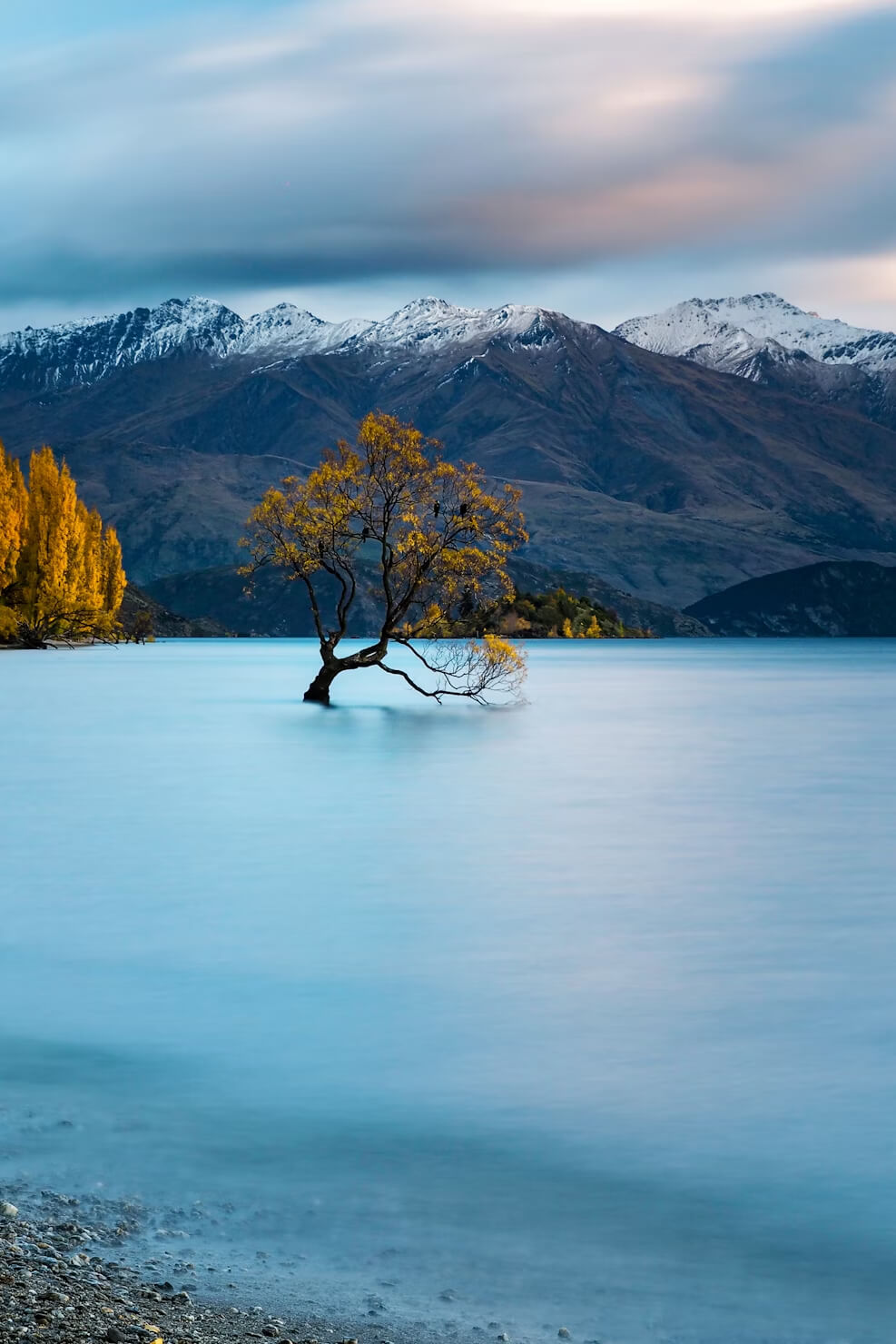 That Wanka Tree, New Zealand